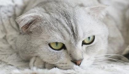 谈球吧官网登录入口🏀阿夫迪亚31+16+8 小贾伦18中5 莫兰特缺阵 开拓者力克灰熊